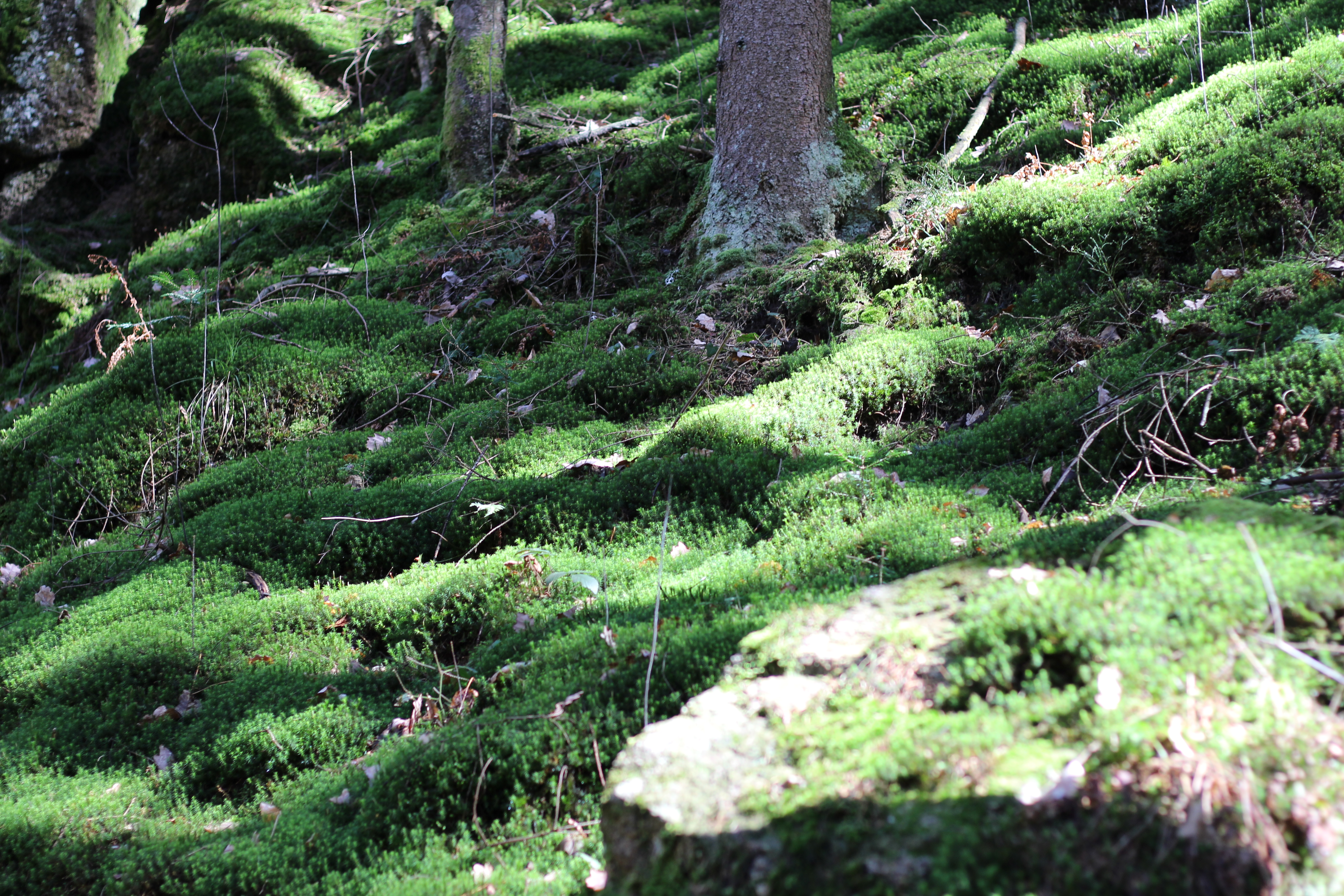 Stillensteinklamm Waldboden (2)