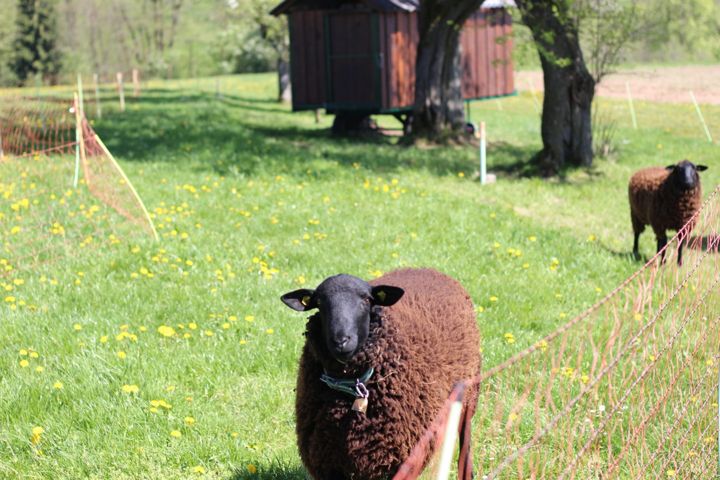 Mostviertel Schafe
