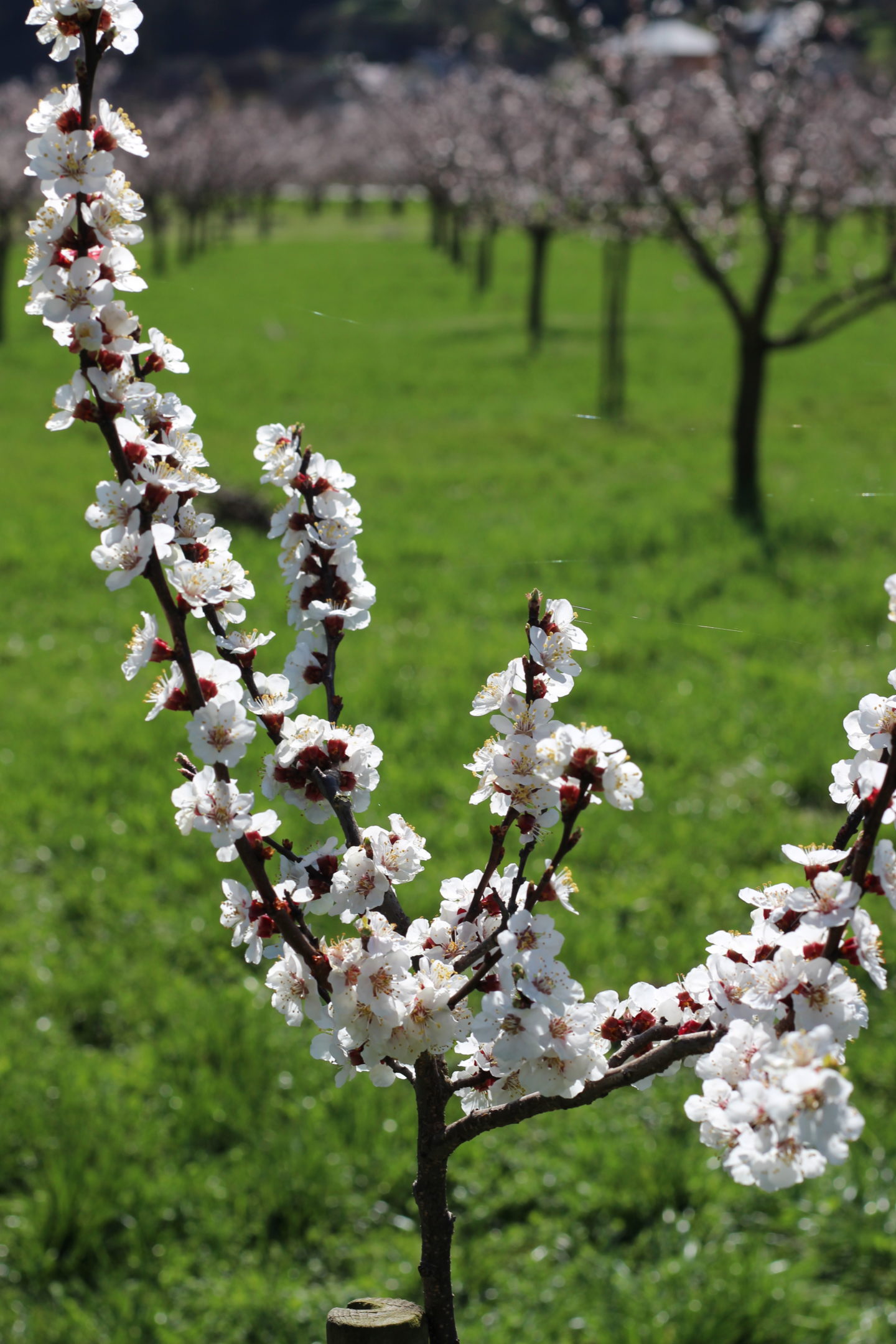 Wachau Marillenblüte Kleiner Baum