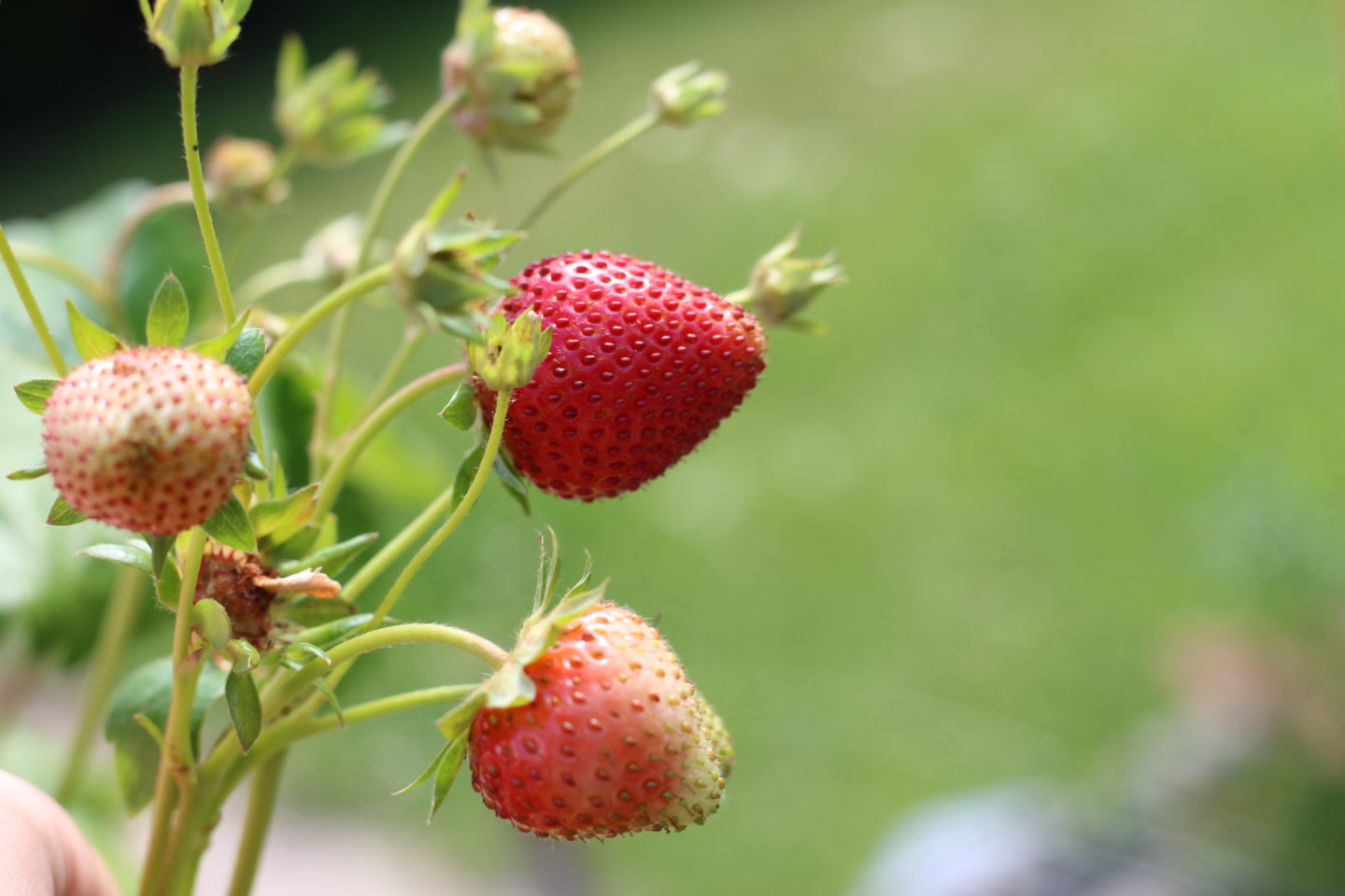 Mamas Garten Erdbeeren