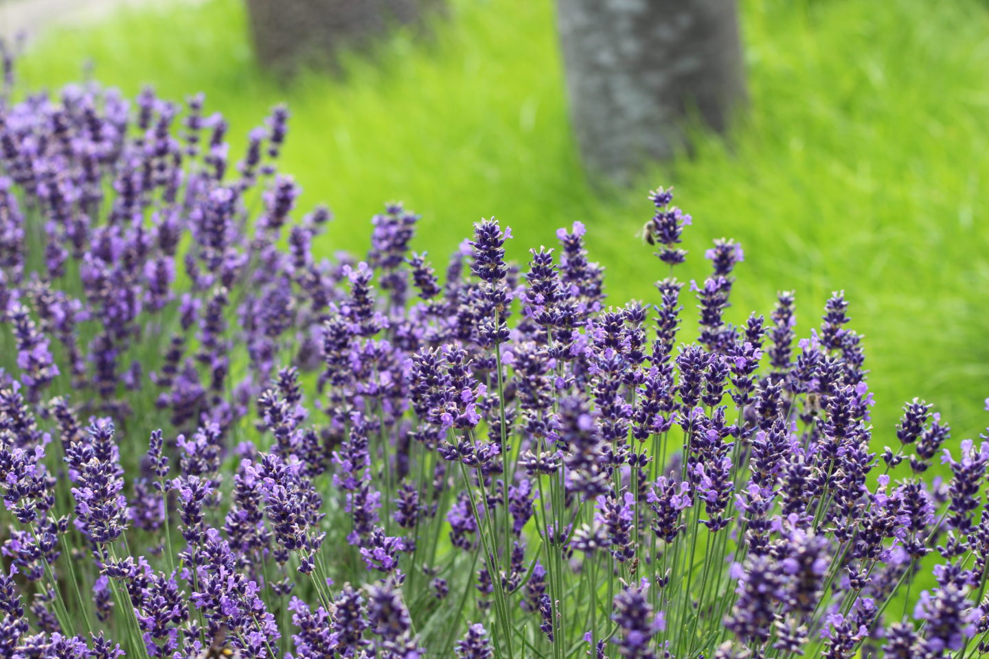 Mamas Garten Lavendel