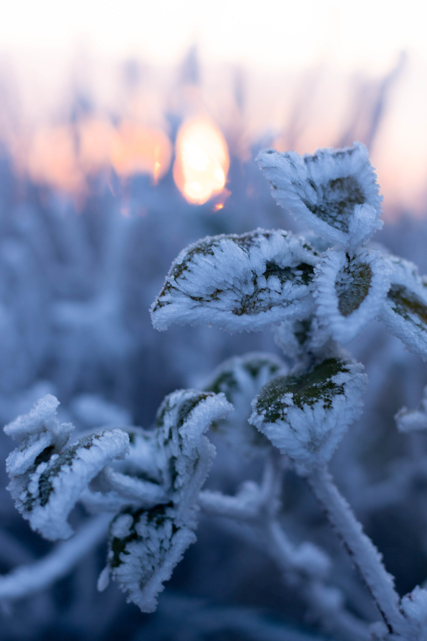 Wintertag-Sonnenaufgang-Mostviertel- Frost- Frosty Winter-Dein Homespa- Food & Wohlfühlblog aus dem Mostviertel 